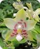 Phal. Connys Sunshine Jewel 669